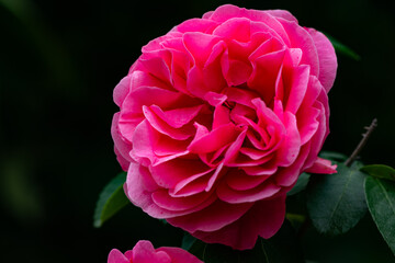 A close-up shot of a blooming pink and red rose showcases its delicate petals and vibrant colors. This image captures the beauty and elegance of nature, making it perfect for various creative projects