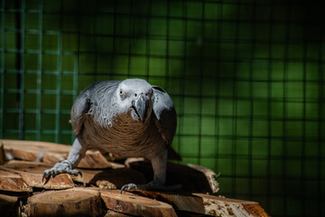 Nice gray african parrot in zoo close up portrait © Serhii