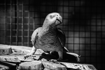 Nice gray african parrot in zoo close up portrait © Serhii