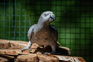 Nice gray african parrot in zoo close up portrait © Serhii
