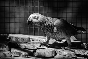 Nice gray african parrot in zoo close up portrait © Serhii