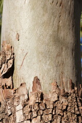 gum tree trunk and bark peeling close up