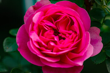A close-up shot of a blooming pink and red rose showcases its delicate petals and vibrant colors. This image captures the beauty and elegance of nature, making it perfect for various creative projects