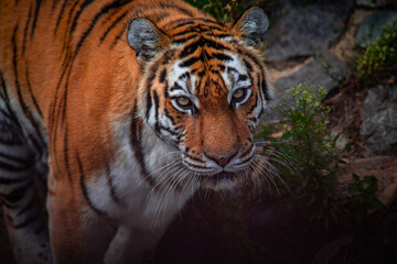Nice close up tiger portrait at day light in zoo