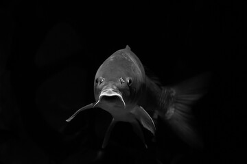 Big freshwater fish carp in lake underwater photography