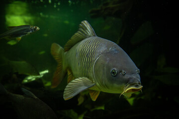 Big freshwater fish carp in lake underwater photography