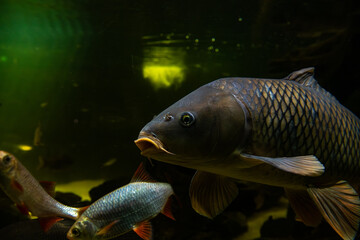 Big freshwater fish carp in lake underwater photography