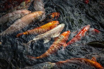 Nice swarm of koi karp in lake with optical distorsions of picture under water 