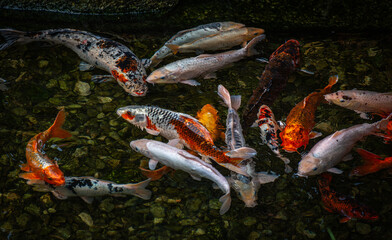Nice swarm of koi karp in lake with optical distorsions of picture under water 