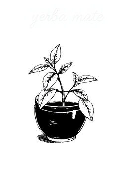 Ink yerba mate herbal illustration. Hand drawn botanical sketch style. Absolutely vector. Good for using in packaging - tea, condinent, oil etc - and other applications