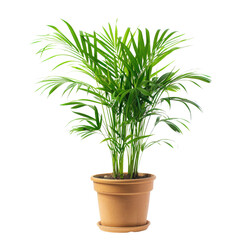 A lush, potted Parlor Palm plant with vibrant green fronds, adding a touch of nature indoors. background removed