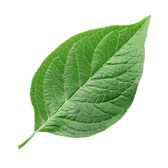 Obraz premium Single, vibrant green leaf isolated on a transparent background, showcasing intricate vein details. background removed