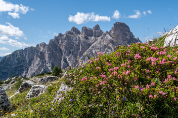 Alpenrosenbl&uuml;te vor schroffen Dolomitengipfeln