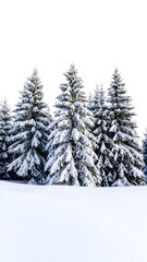 Naklejka premium Snow-covered evergreen trees stand tall against a bright white background