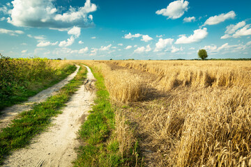 Fototapeta premium A rural view of a dirt road next to a field with lodged grain on a sunny summer day.