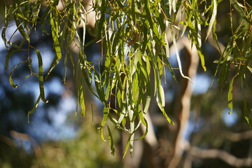 gum leaves hanging off a branch in the morning sun