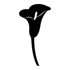 Elegant black and white illustration of a calla lily flower blossom
