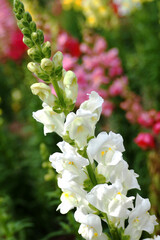 一面のキンギョソウの花