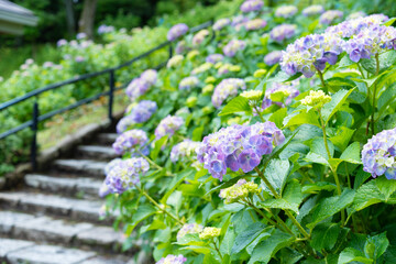 紫のあじさいと階段がある公園