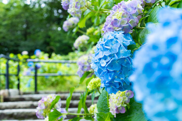 紫のあじさいのある公園