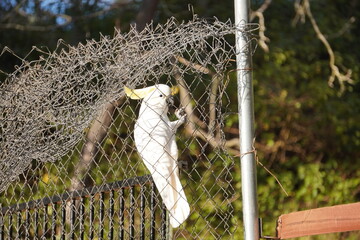Cockatoo in a wire enclosure 