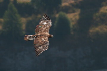 The beauty of the flight of the queen of the skies, the golden eagle, as it glides gently below the camera's vantage point on a sunny morning in the Italian Alps. A wild animal in its natural habitat.