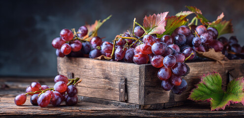 Ripe dark grapes hang on the vine in a vineyard at sunset. Concept of winemaking harvest and agriculture in nature. Summer or autumn season.