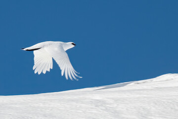 Completely white Rock ptarmigan (Lagopus muta or Lagopus mutus) with spread wings flying over a frozy alpine land, Italian Alps, rare. February.
