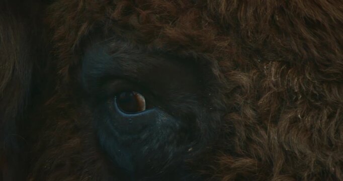 European Bison Or Bison Bonasus, Also Known As Wisent Or European Wood Bison In Autumn Forest close up head portrait. Bison in forest. Close up eye