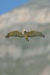 The short-toed eagle, or serpent eagle, scans the alpine meadows for prey with a low, linear flight. Alps.