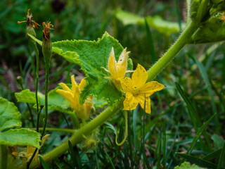 Close-up of a vibrant cucumber vine with flowers