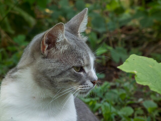 Portrait of a focused gray cat outdoors.