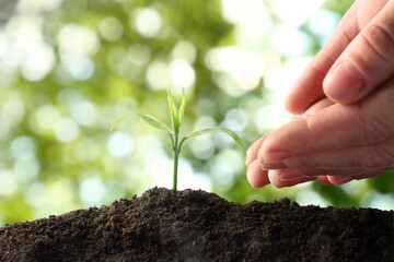 Woman pouring water onto green sprout in soil outdoors, closeup. Hope