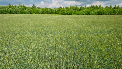 A lush green field under a blue sky with trees creates a captivating scene of tranquility