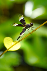 Close-up Macro Photograph of a Black and White Winged Dragonfly Perched on a Thin Stem Against a Soft Green Bokeh Background
