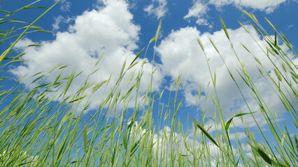 A Stunningly Beautiful Wheat Field Sprawling Under a Clear Blue Sky with Fluffy White Clouds