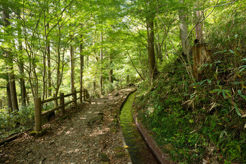 水路がある初夏の山道