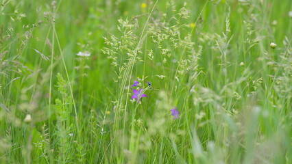 A vibrant and beautiful wildflower meadow filled with stunning purple blooms and blossoms