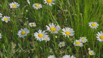 A Vibrant Field of Daisies Amidst the Lush Green Grass, Embracing Natures Cheerful Beauty
