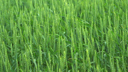 A Vibrant Lush Green Field Fills the Landscape Under Bright and Warm Sunlight