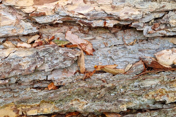 Textured Tree Bark Close-Up for Natural Background Design and Nature Studies