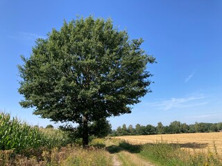 Naturlandschaft im Sommer mit Feldweg und großem Baum zwischen Feldern mit Mais und Getreide beziehungsweise Stoppelfeld