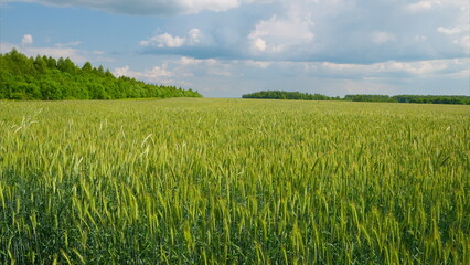 Vast and Lush Green Fields Stretching Out Beneath a Beautiful and Bright Blue Sky Above Them