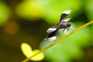 Close-up Macro Photograph of a Black and White Winged Dragonfly Perched on a Thin Stem Against a Soft Green Bokeh Background