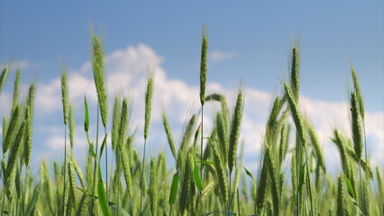 A Lush Wheat Field Extends Under a Bright Blue Sky Adorned with Fluffy White Clouds