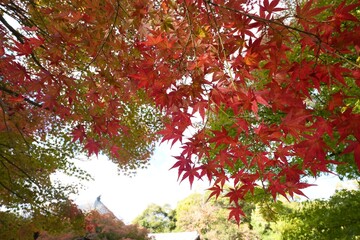 秋の紅葉
