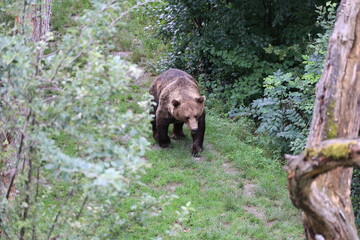 Brown bear in the bear park of the city of Bern, Switzerland