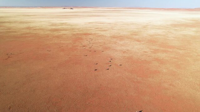 Aerial view of a herd of Oryx traversing the arid, red-toned desert landscape under a clear sky, creating a striking contrast, D707, Karas Region, Namibia.