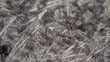 A Busy and Thriving Ant Colony Bustling in Their Natural Habitat, Abundant with Life and Activity