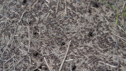 Insect Ants Activity Observed on Natural Ground Surface and its Implications for Ecosystems